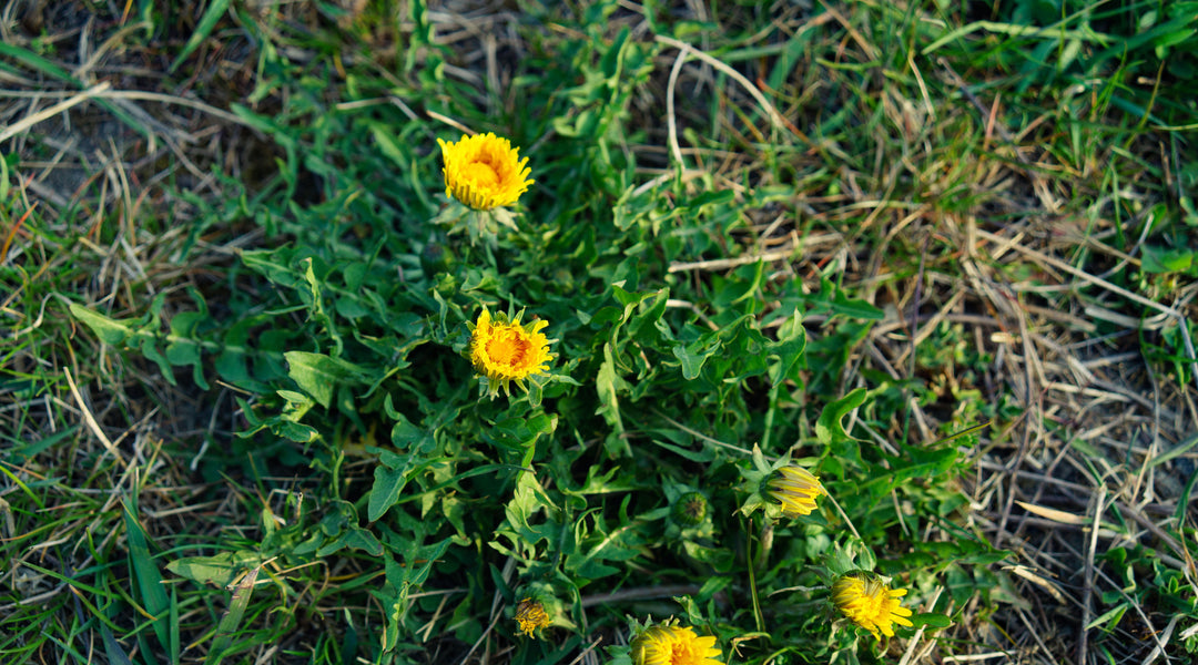 How to Control Weeds in a Garden