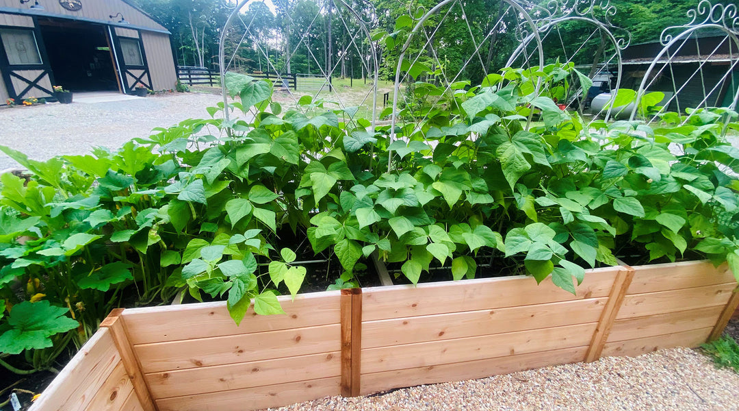 How to Choose and Setup Your Raised Bed