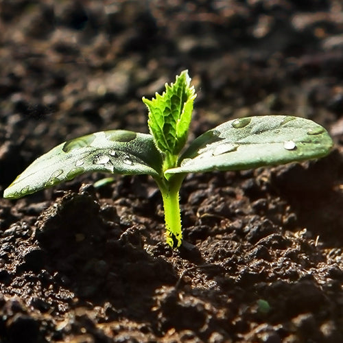 Soil & Plant Nutrition