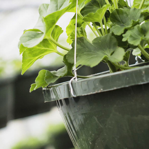 Hanging Baskets