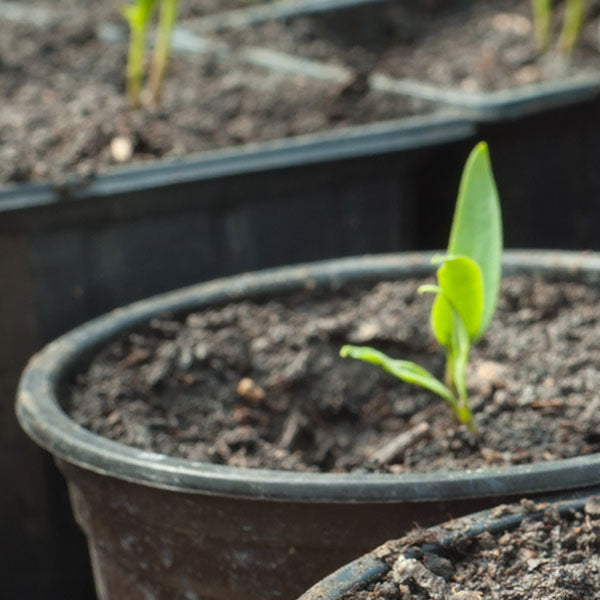 Plant Pots