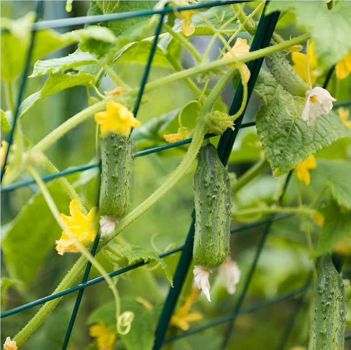 Gardener Select® Folding A-Frame Vegetable Trellis