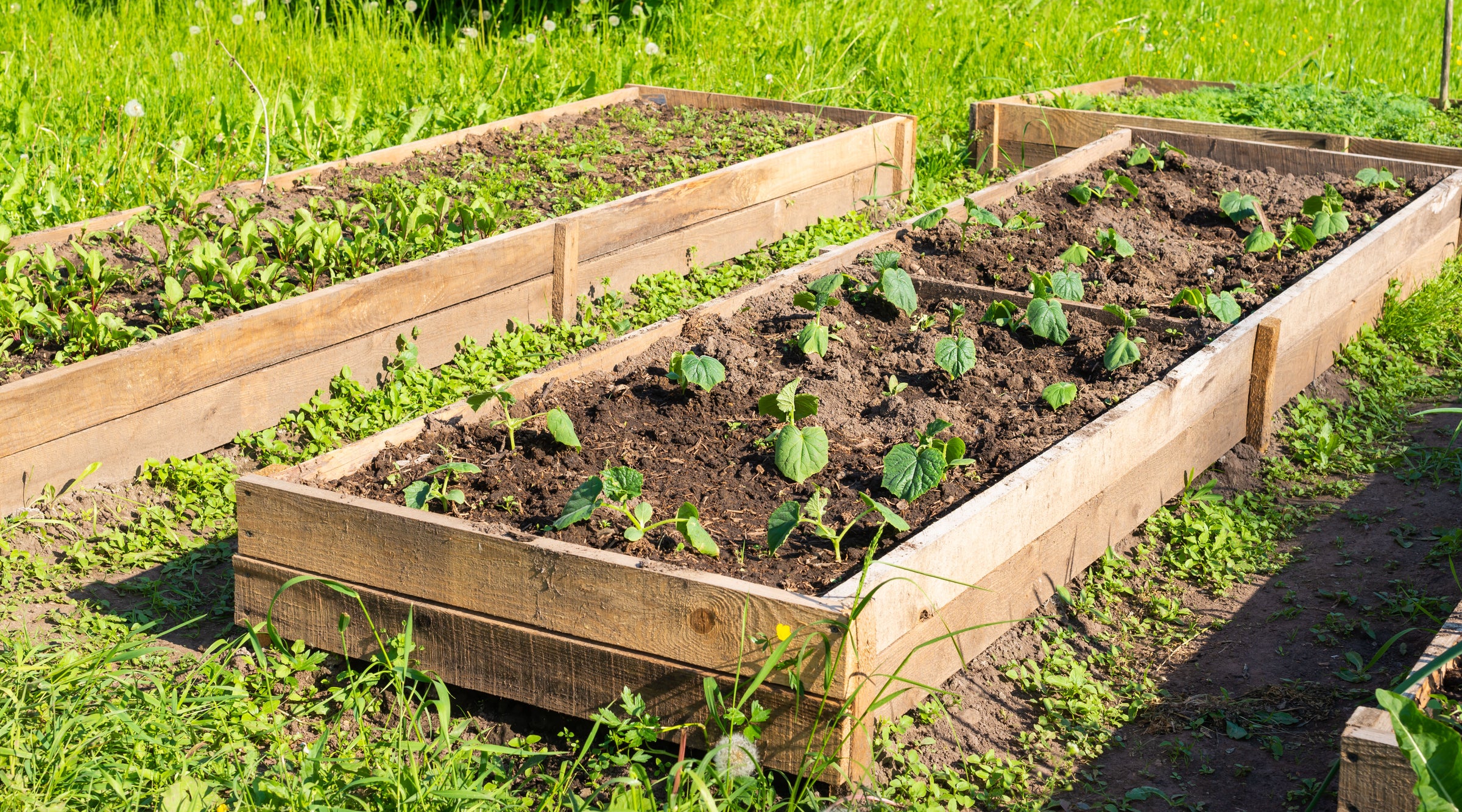 Raised Beds