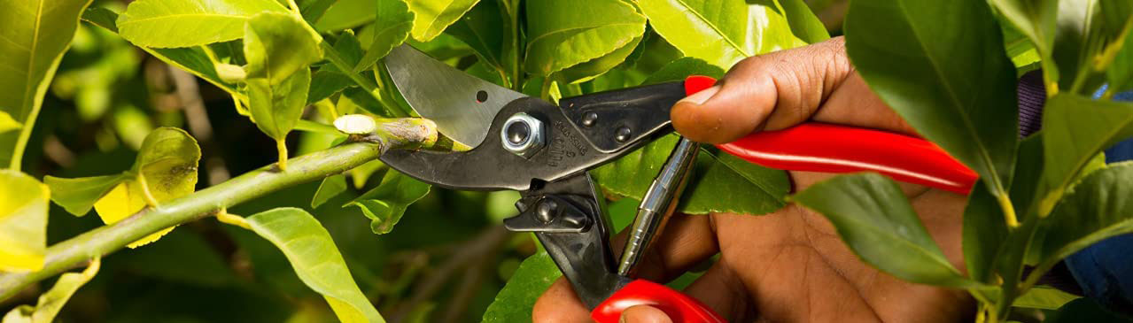 Pruners & Shears