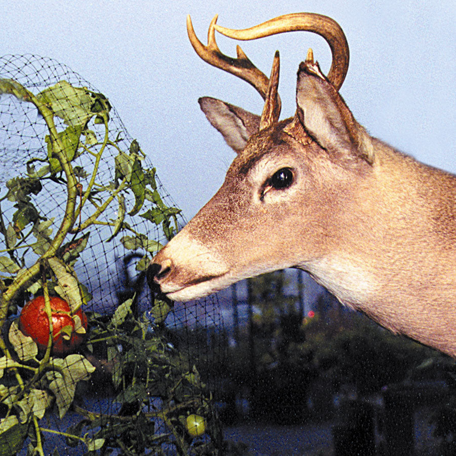 Deer Fencing