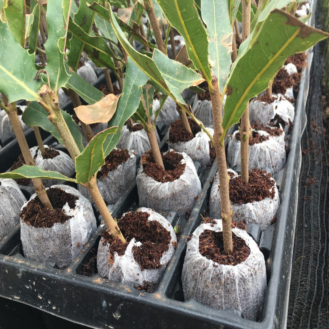 Jiffy-7® Peat Pellets