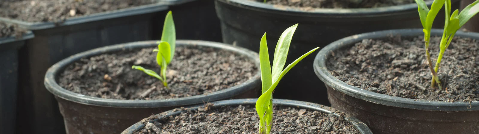 Plant Pots