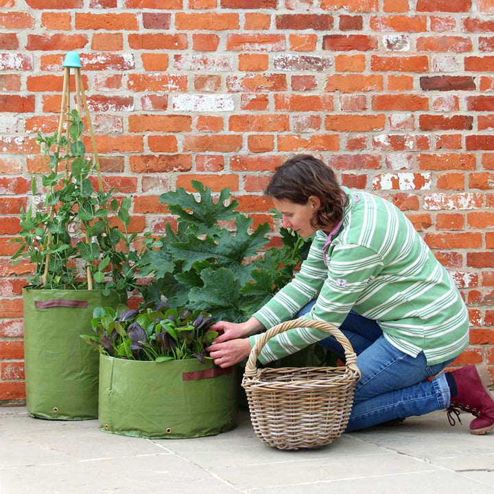 Haxnicks Vegetable Patio Planters - Multisize 3 Pack