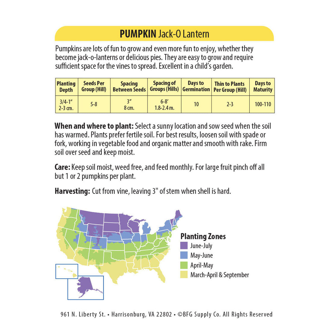 Wetsel Seed™ Pumpkin Jack-O-Lantern Seed