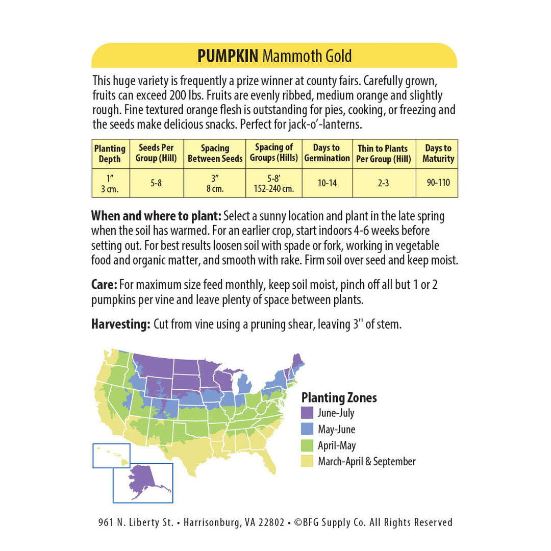 Wetsel Seed™ Pumpkin Mammoth Gold Seed