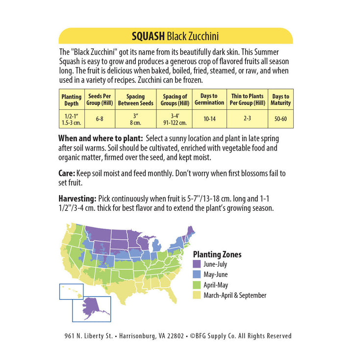 Wetsel Seed™ Squash Dark Green (Black) Zucchini Seed