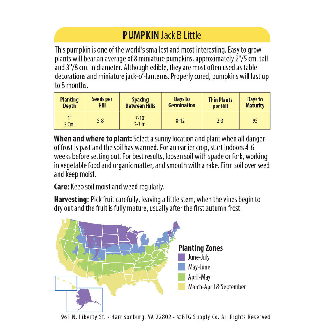 Wetsel Seed™ Heirloom Pumpkin Jack B Little Seed