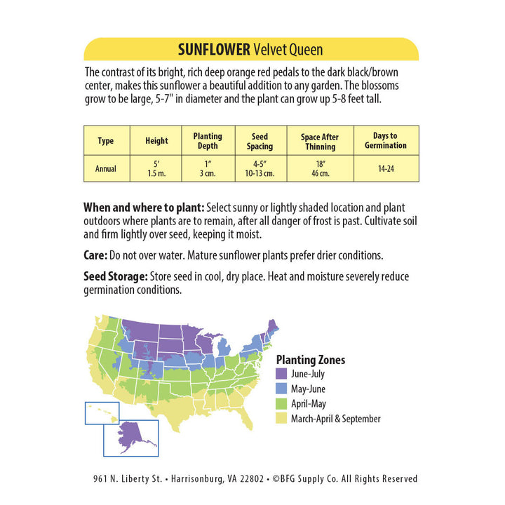 Wetsel Seed™ Sunflower Velvet Queen Seed