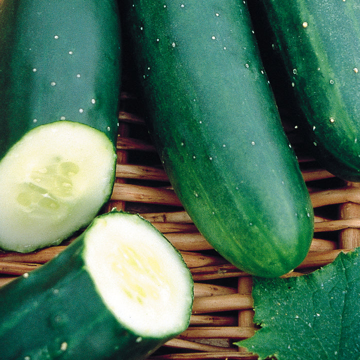 Wetsel Seed™ Cucumber Marketmore Seed